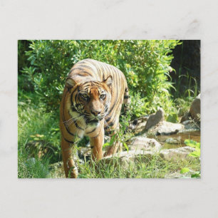 Tiger Postkarte
