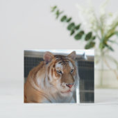Tiger Postkarte (Stehend Vorderseite)