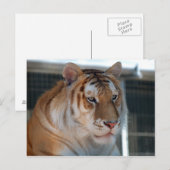 Tiger Postkarte (Vorne/Hinten)