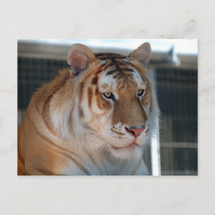 Tiger Postkarte