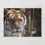 Tiger Postkarte (Vorderseite)