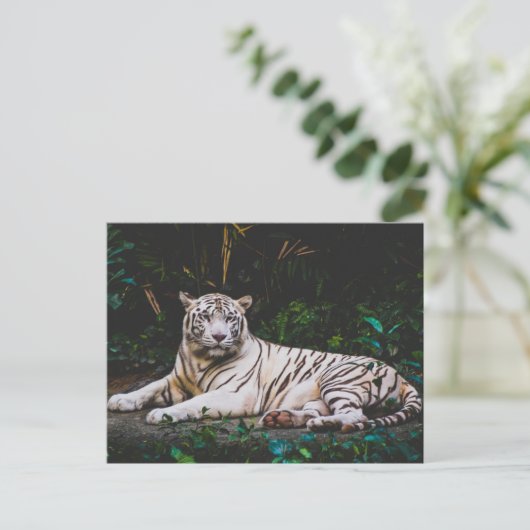 Tiger Postkarte (Stehend Vorderseite)