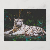 Tiger Postkarte (Vorderseite)