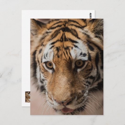 Tiger Postkarte (Vorne/Hinten)