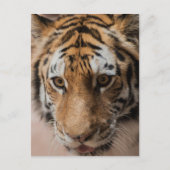 Tiger Postkarte (Vorderseite)