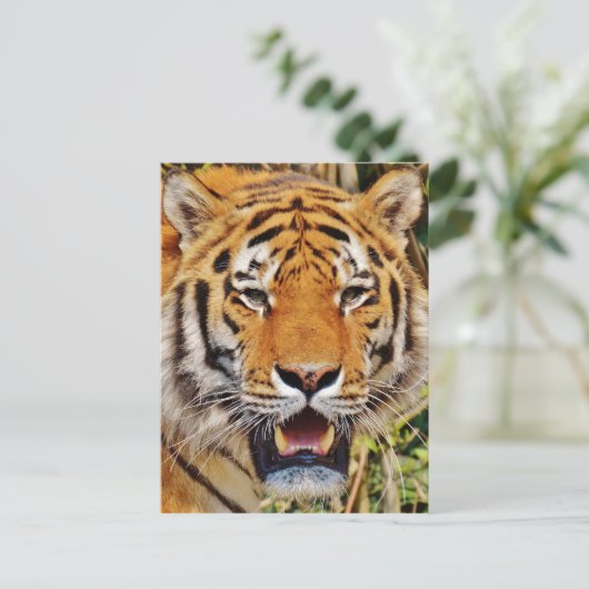 Tiger Postkarte (Stehend Vorderseite)