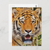 Tiger Postkarte (Vorne/Hinten)