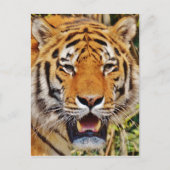 Tiger Postkarte (Vorderseite)
