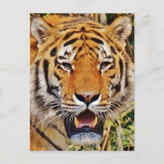 Tiger Postkarte (Vorderseite)