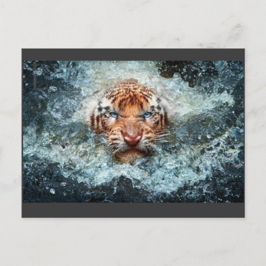 Tiger Postkarte (Vorderseite)