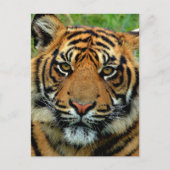 Tiger Postkarte (Vorderseite)