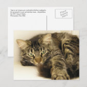 Tiger Postkarte (Vorne/Hinten)