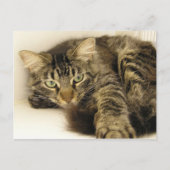 Tiger Postkarte (Vorderseite)