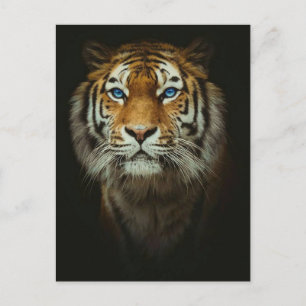 Tiger Postkarte