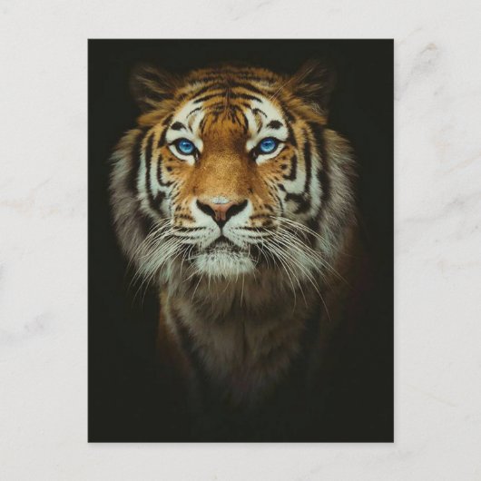 Tiger Postkarte (Vorderseite)