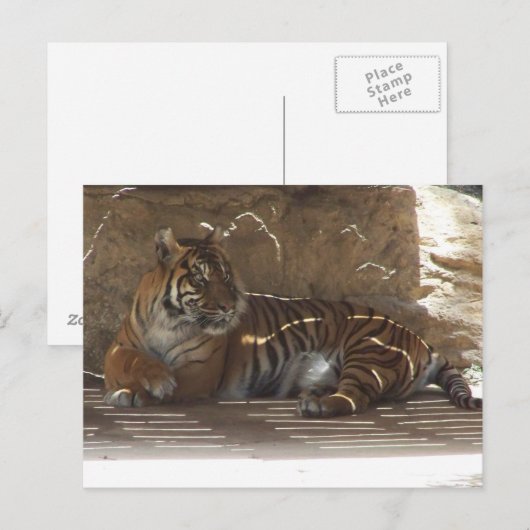 Tiger Postkarte (Vorne/Hinten)