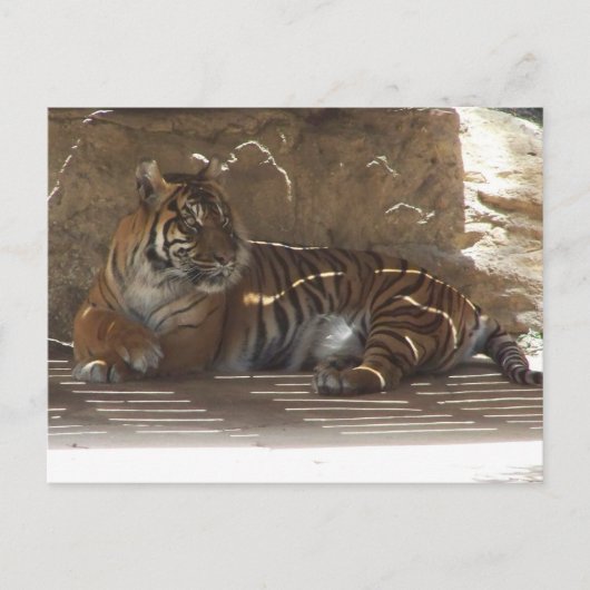 Tiger Postkarte (Vorderseite)