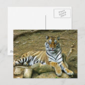 Tiger Postkarte (Vorne/Hinten)