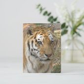 Tiger Postkarte (Stehend Vorderseite)