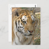 Tiger Postkarte (Vorne/Hinten)