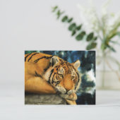 Tiger Postkarte (Stehend Vorderseite)