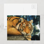 Tiger Postkarte (Vorne/Hinten)