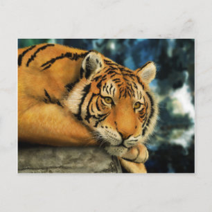 Tiger Postkarte