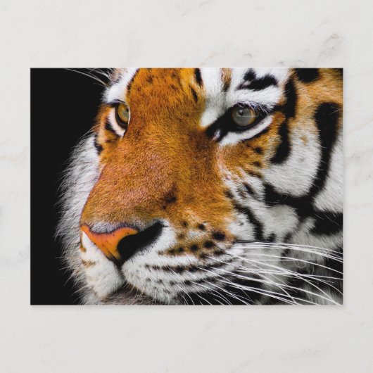 Tiger Postkarte (Vorderseite)