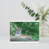 Tiger Postkarte (Stehend Vorderseite)