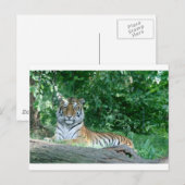 Tiger Postkarte (Vorne/Hinten)