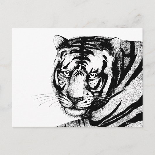 TIGER POSTKARTE (Vorderseite)