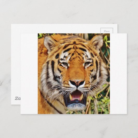 Tiger Postkarte (Vorne/Hinten)