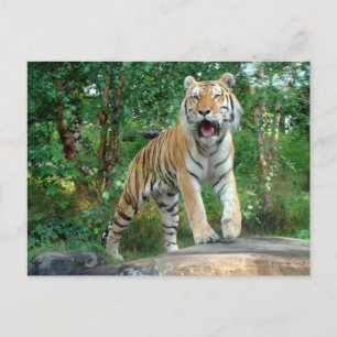 Tiger Postkarte