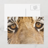 Tiger Postkarte (Vorne/Hinten)