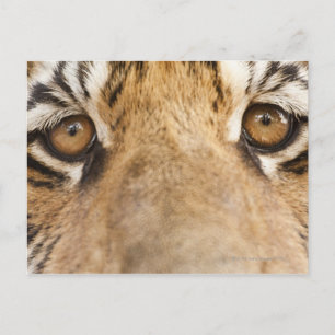 Tiger Postkarte
