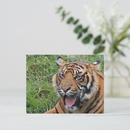 Tiger Postkarte (Stehend Vorderseite)