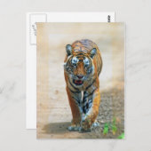 Tiger Postkarte (Vorne/Hinten)