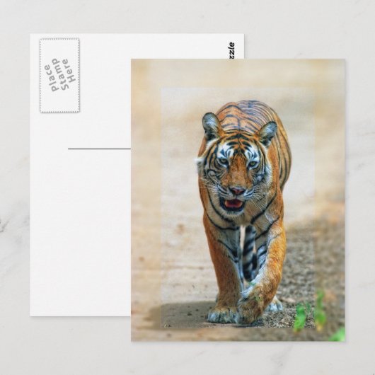 Tiger Postkarte (Vorne/Hinten)
