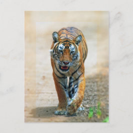Tiger Postkarte