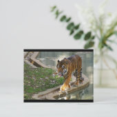 Tiger Postkarte (Stehend Vorderseite)