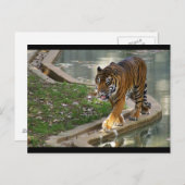 Tiger Postkarte (Vorne/Hinten)