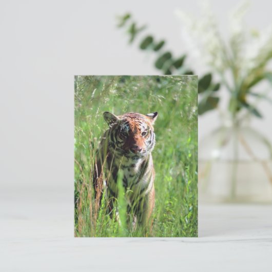 Tiger Postkarte (Stehend Vorderseite)