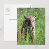 Tiger Postkarte (Vorne/Hinten)