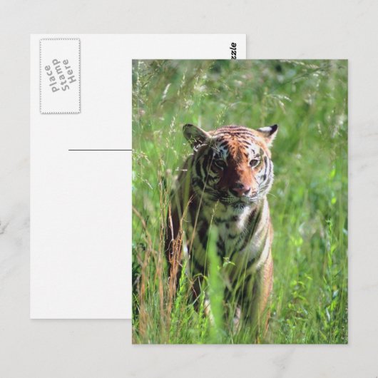 Tiger Postkarte (Vorne/Hinten)