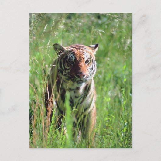 Tiger Postkarte (Vorderseite)