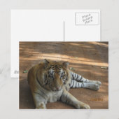 Tiger Postkarte (Vorne/Hinten)