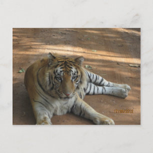 Tiger Postkarte