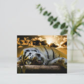 Tiger Postkarte (Stehend Vorderseite)