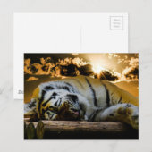 Tiger Postkarte (Vorne/Hinten)