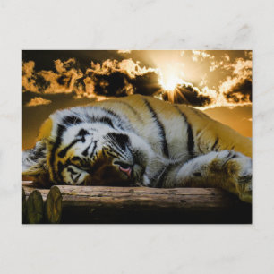 Tiger Postkarte